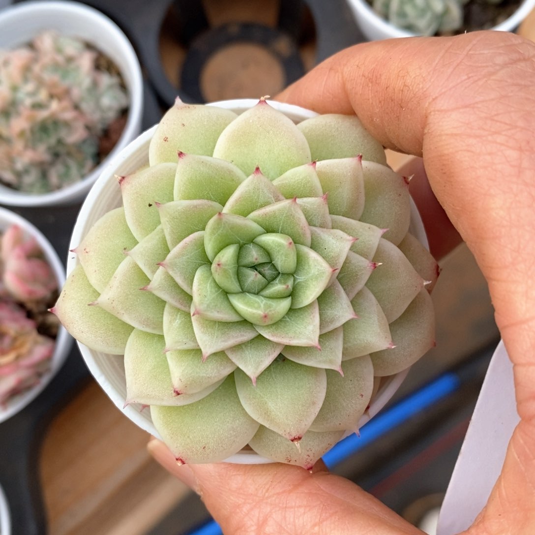 精品多肉一物一拍不包整611