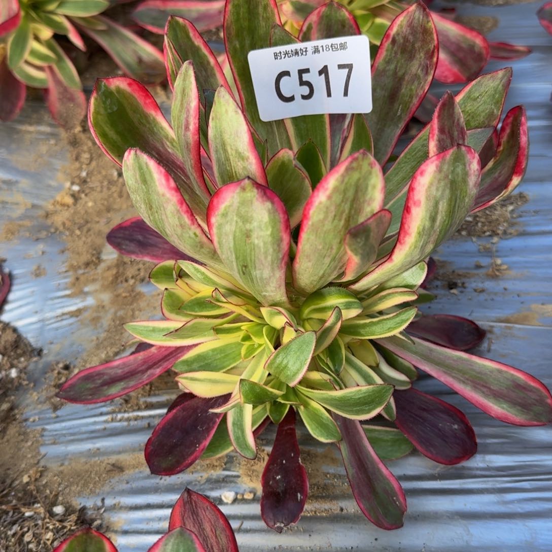 517红魔女多肉植物