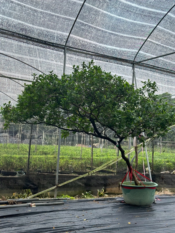 海岛栀子花大飘枝满贯大桩头茶空间打造四季常青花卉绿植盆景造景