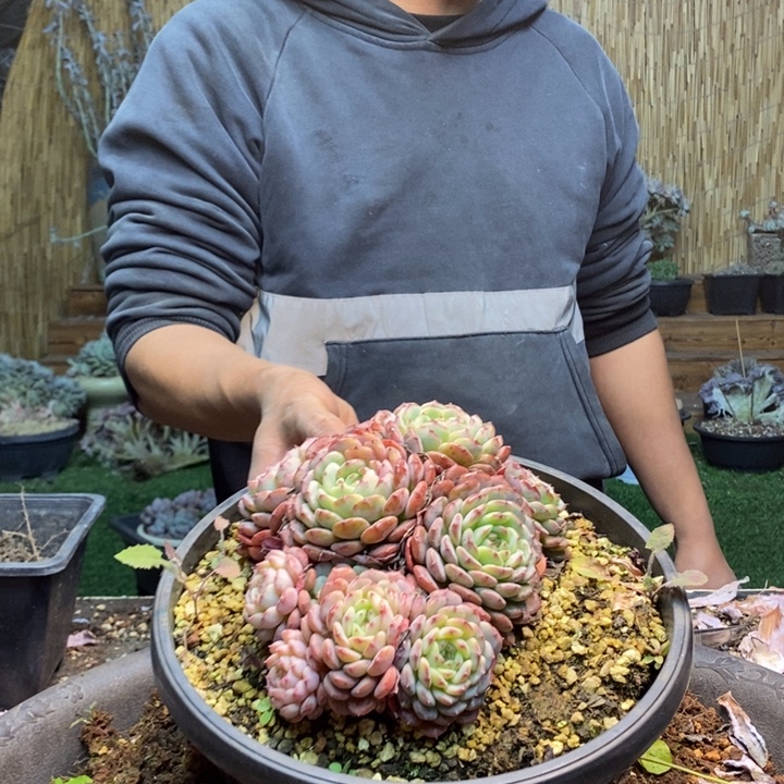 以***北836号白胖子多肉植物