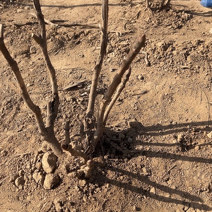 新***日完全开放首安红多枝条