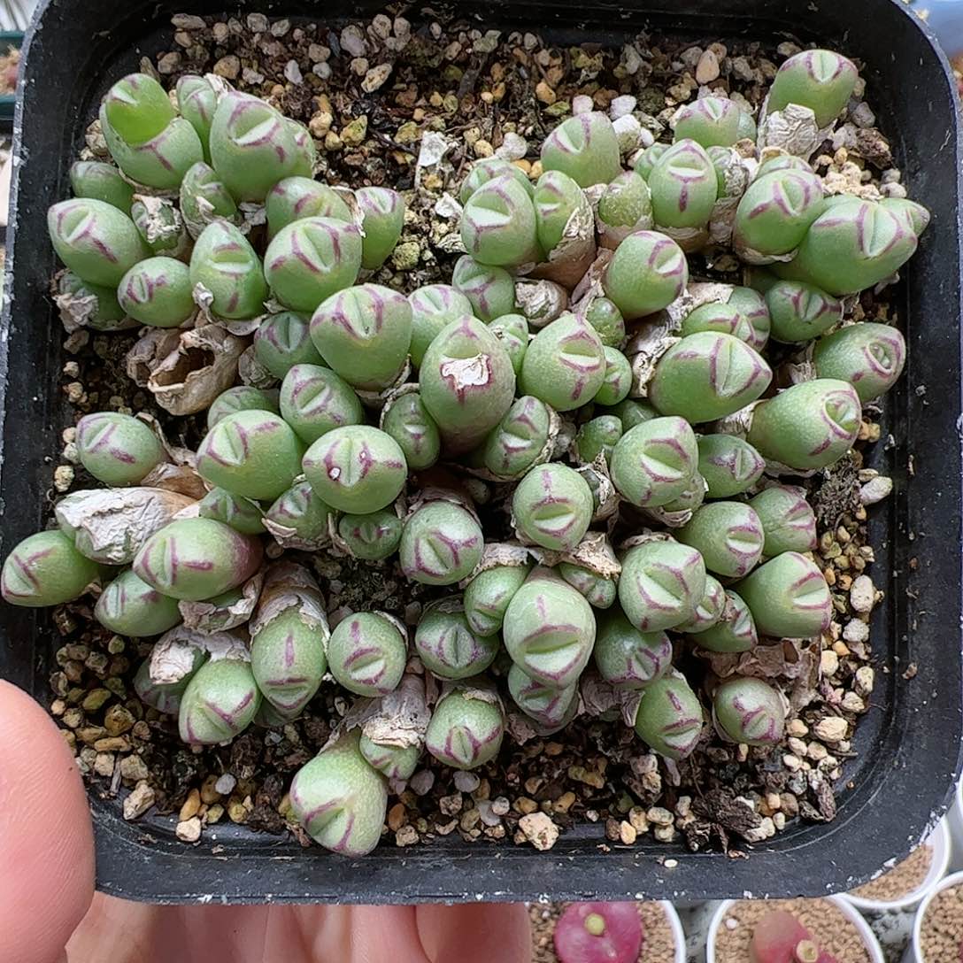 【闪购商品】121 平安福利