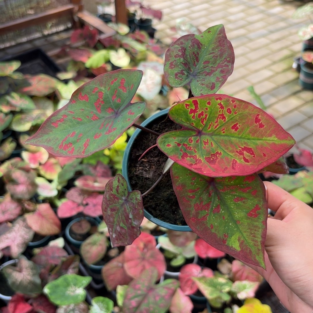 泰国彩叶芋26-0904