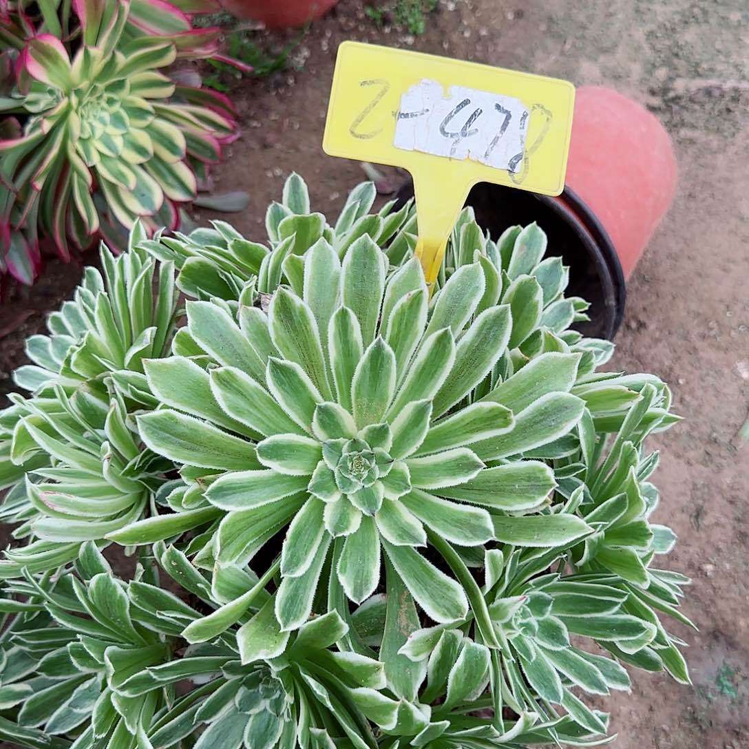 2-478--多头多肉植物大战