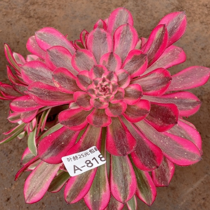 818白月光多肉1，