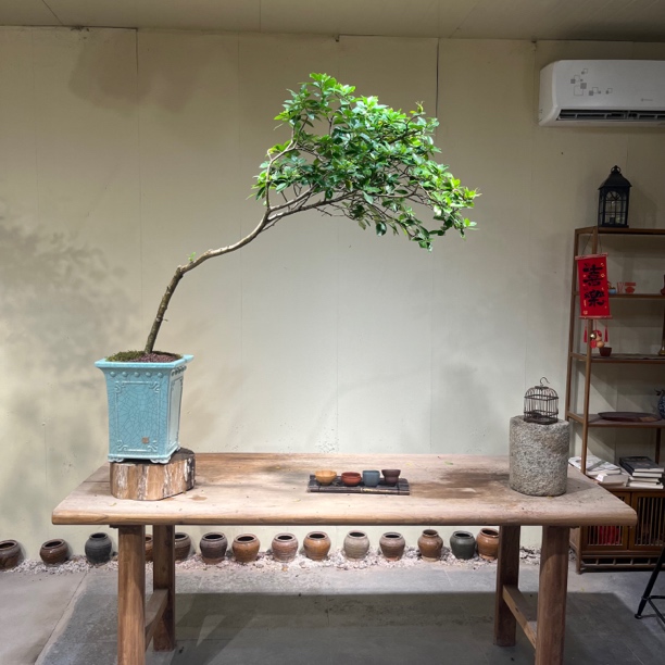 如意 | 海岛栀子花 侧飘枝意境盆景 茂盛精品老桩 