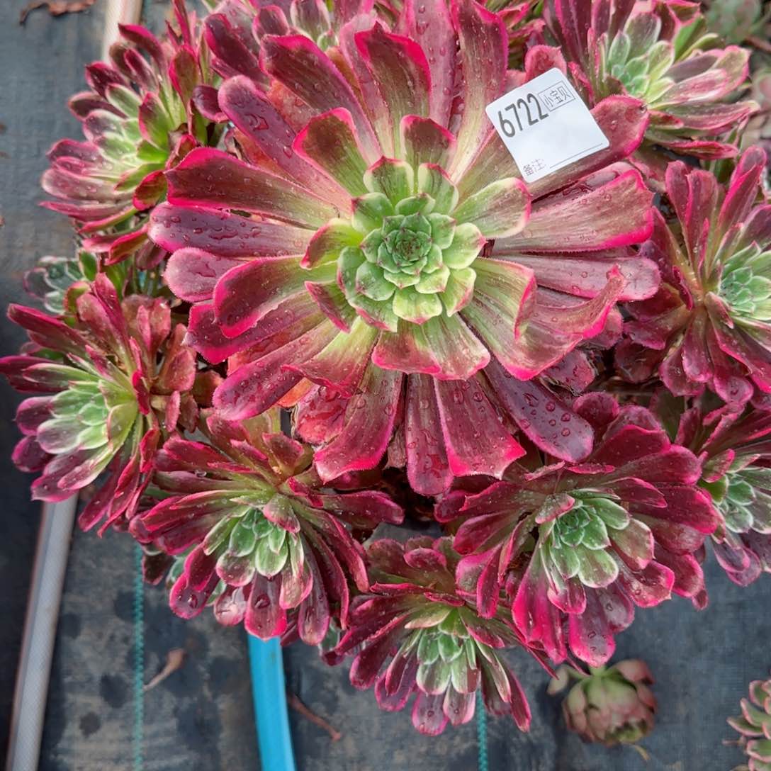 熙*6722紫嫣多肉多肉