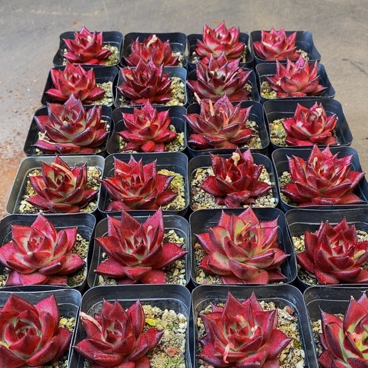 735的时候我们的人生态度