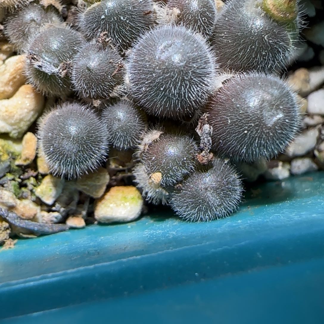 1.22，毛毛，上播福利，9010