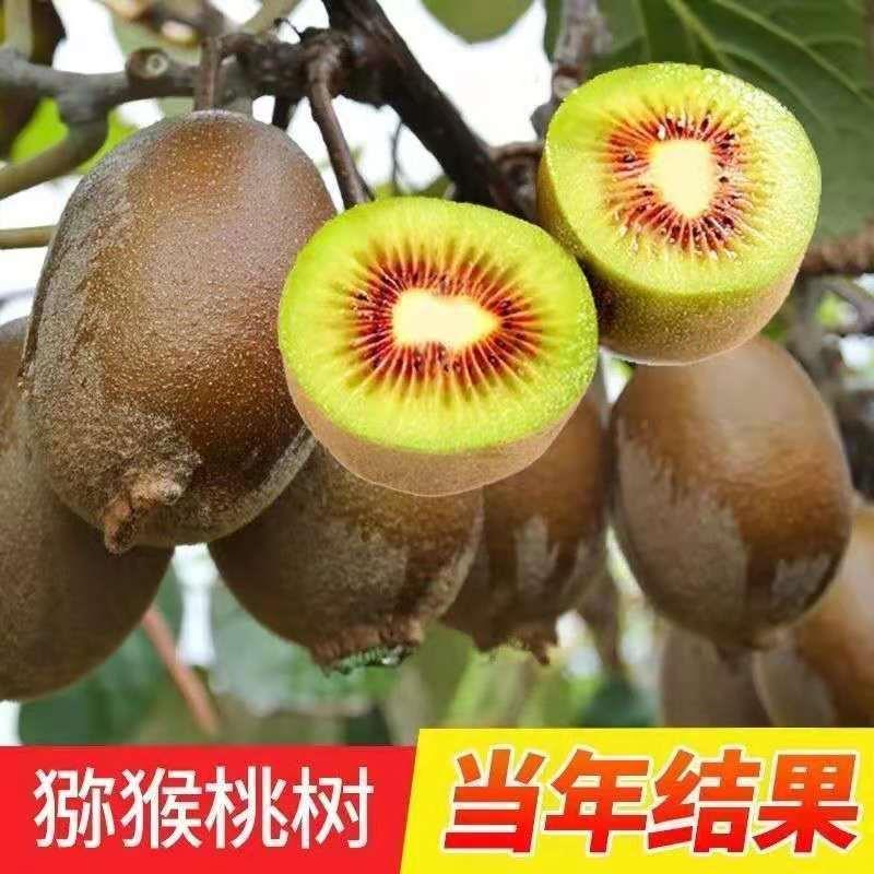 奇异果树苗软枣正宗室内耐寒弥猴奇异果苗盆栽地栽南北方种植绿植