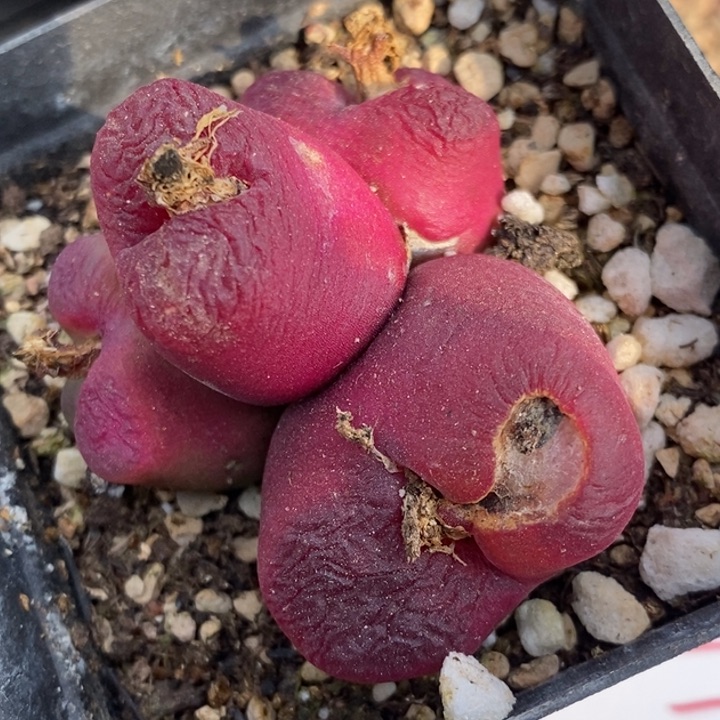 1761一群变异有伤