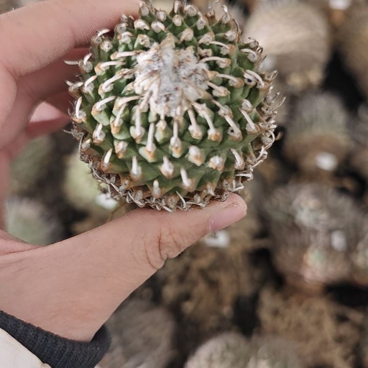 一物一拍，52号欧输落地安德森！