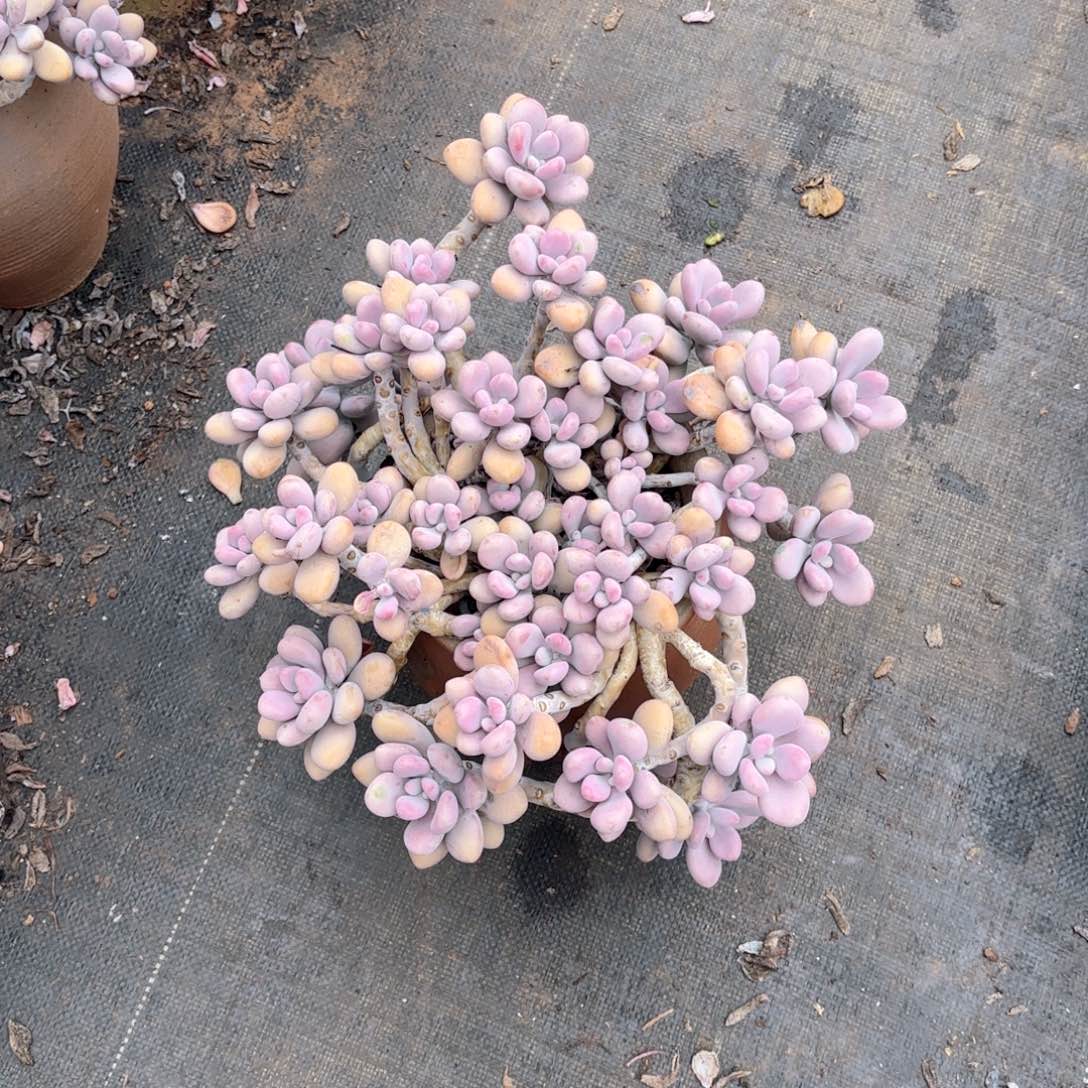 小*子34号桃蛋多肉植物
