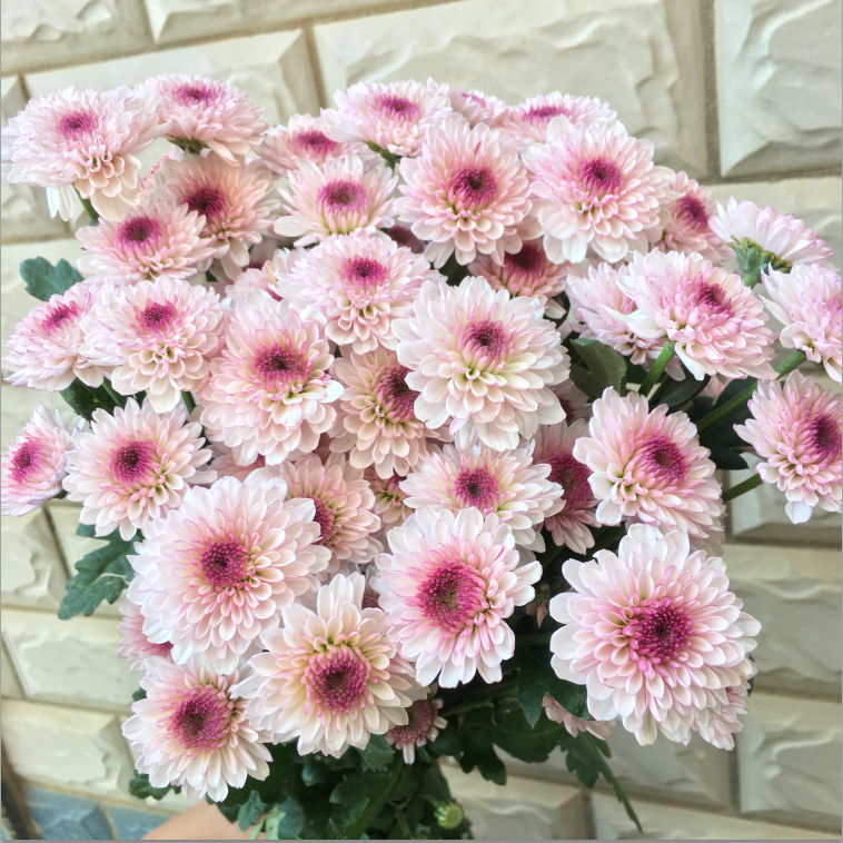 【白色小雏菊】小菊新鲜鲜花花束云南鲜花基地直发适合客厅装饰