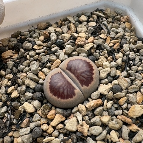 3423，菊红窗菊花纹母本带盆土发货