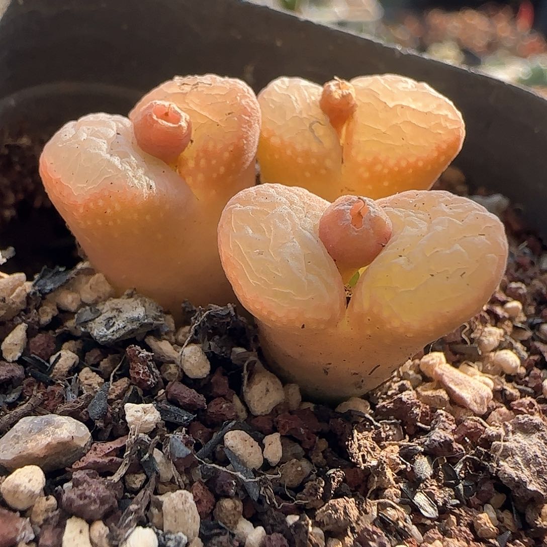 28包邮脱土发货啦26069