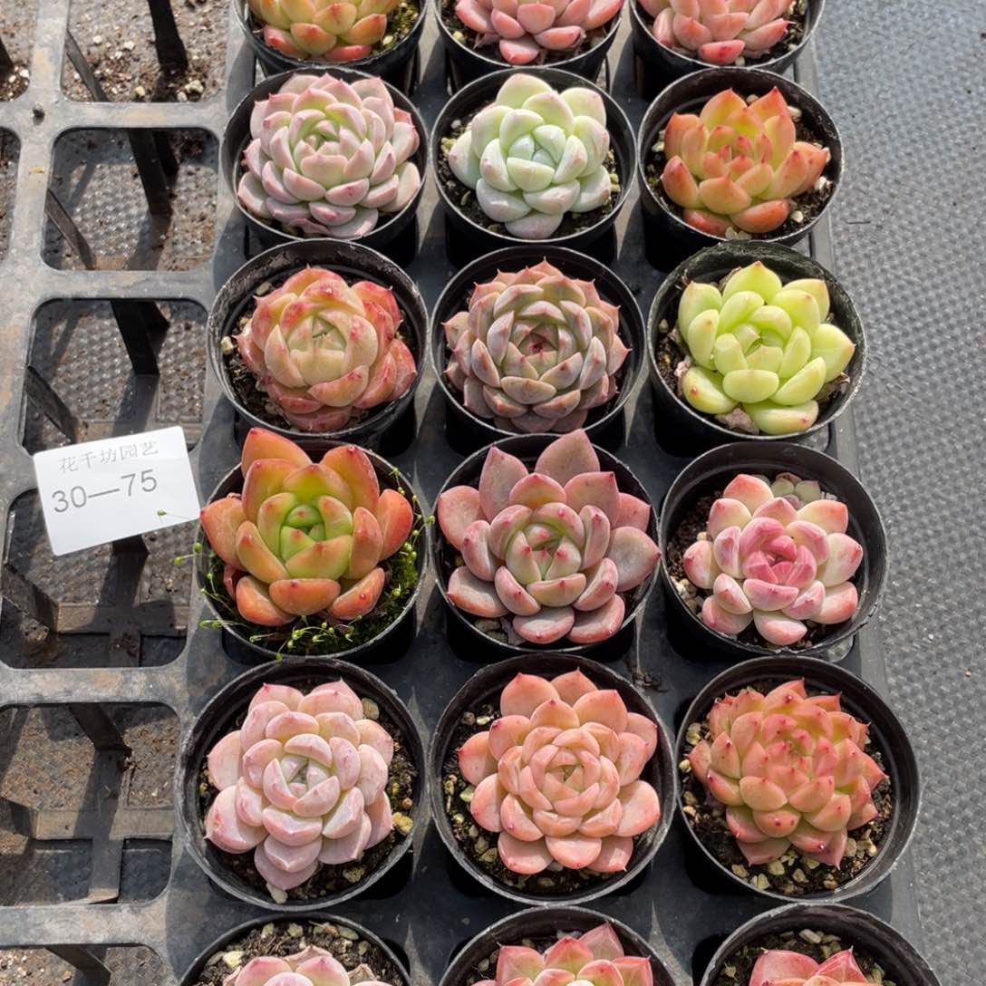 一物一拍18颗30-75