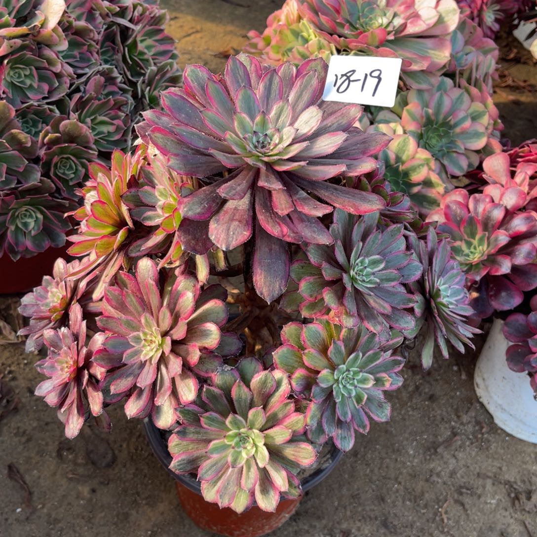 12-18-19紫霞仙子法师锦