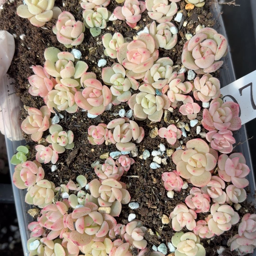 多肉植物多肉植物975