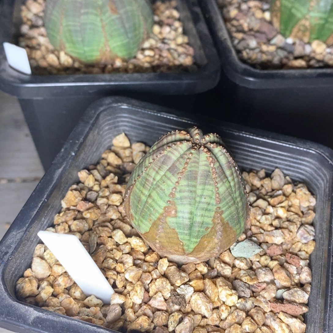 10欧系实生布纹球一物一拍