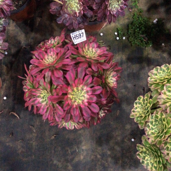 维纳斯多肉59700000000