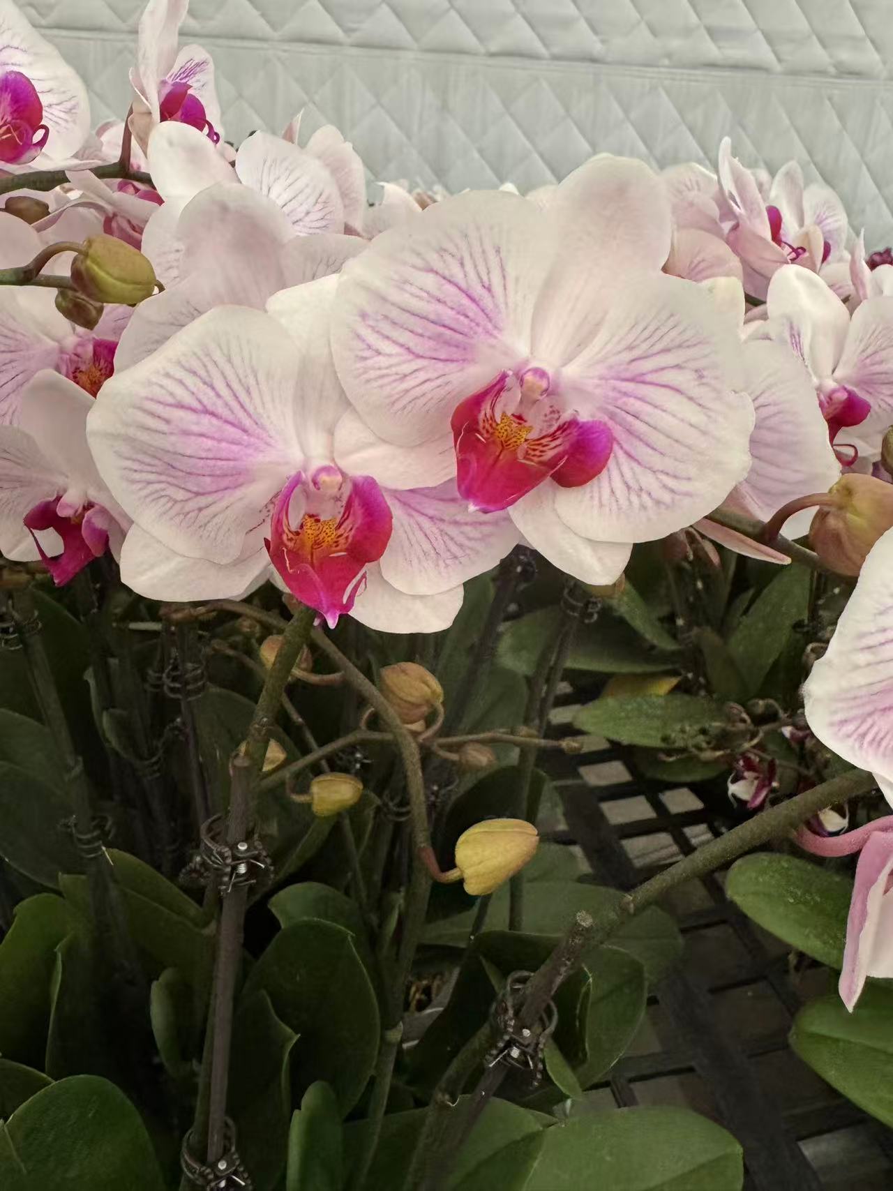 蝴蝶兰【丹佛】 昆明源头基地直发