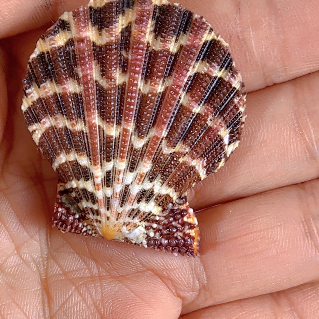 大理石磁石小**记天然贝壳和海螺批发等