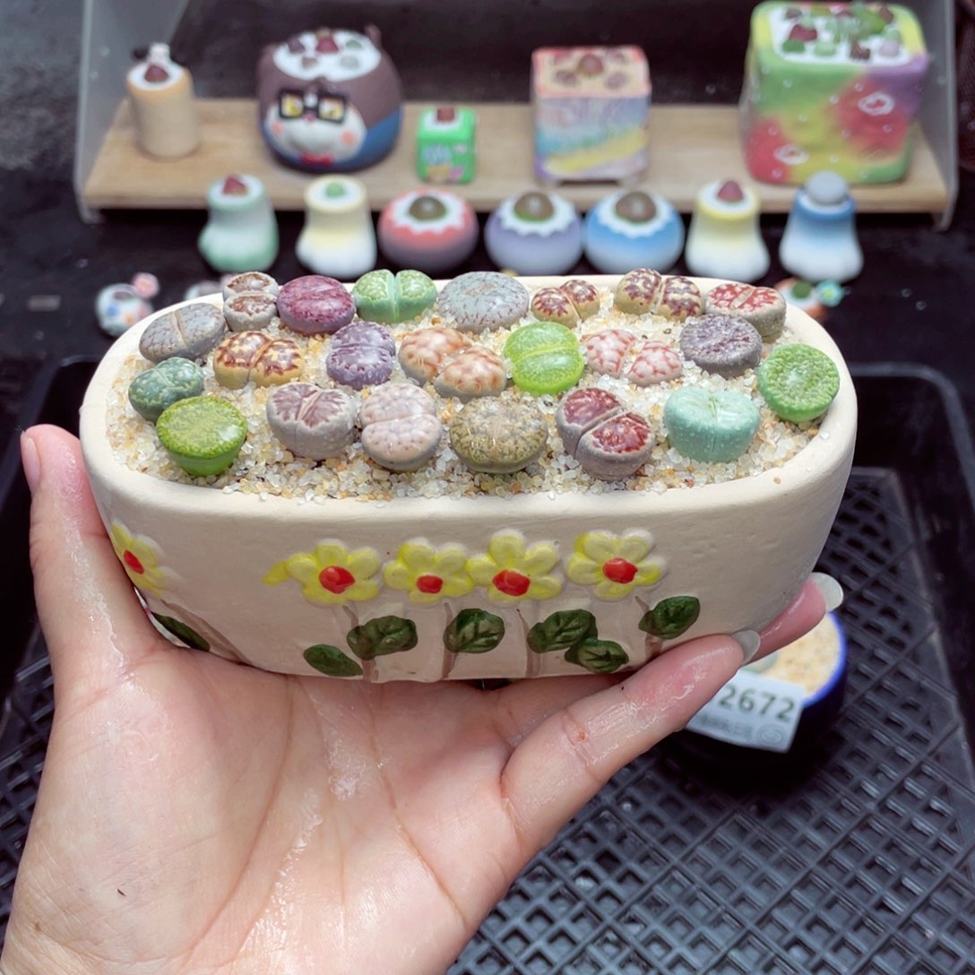 w2673 开播福利 带盆土发货一物一拍