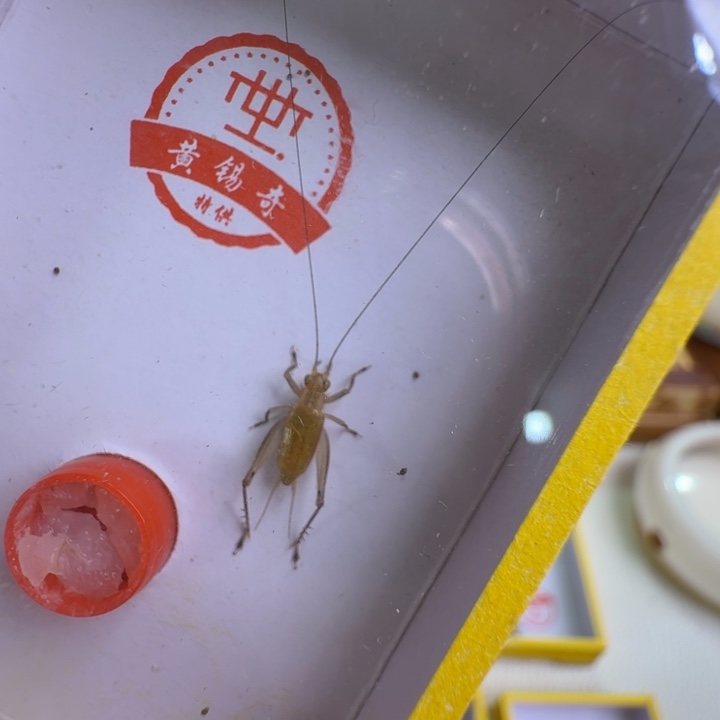 蟋蟀漂亮好看合适