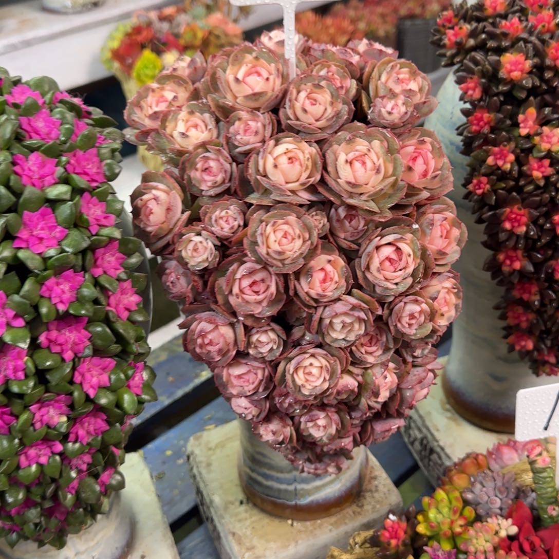 这个是真的005好看