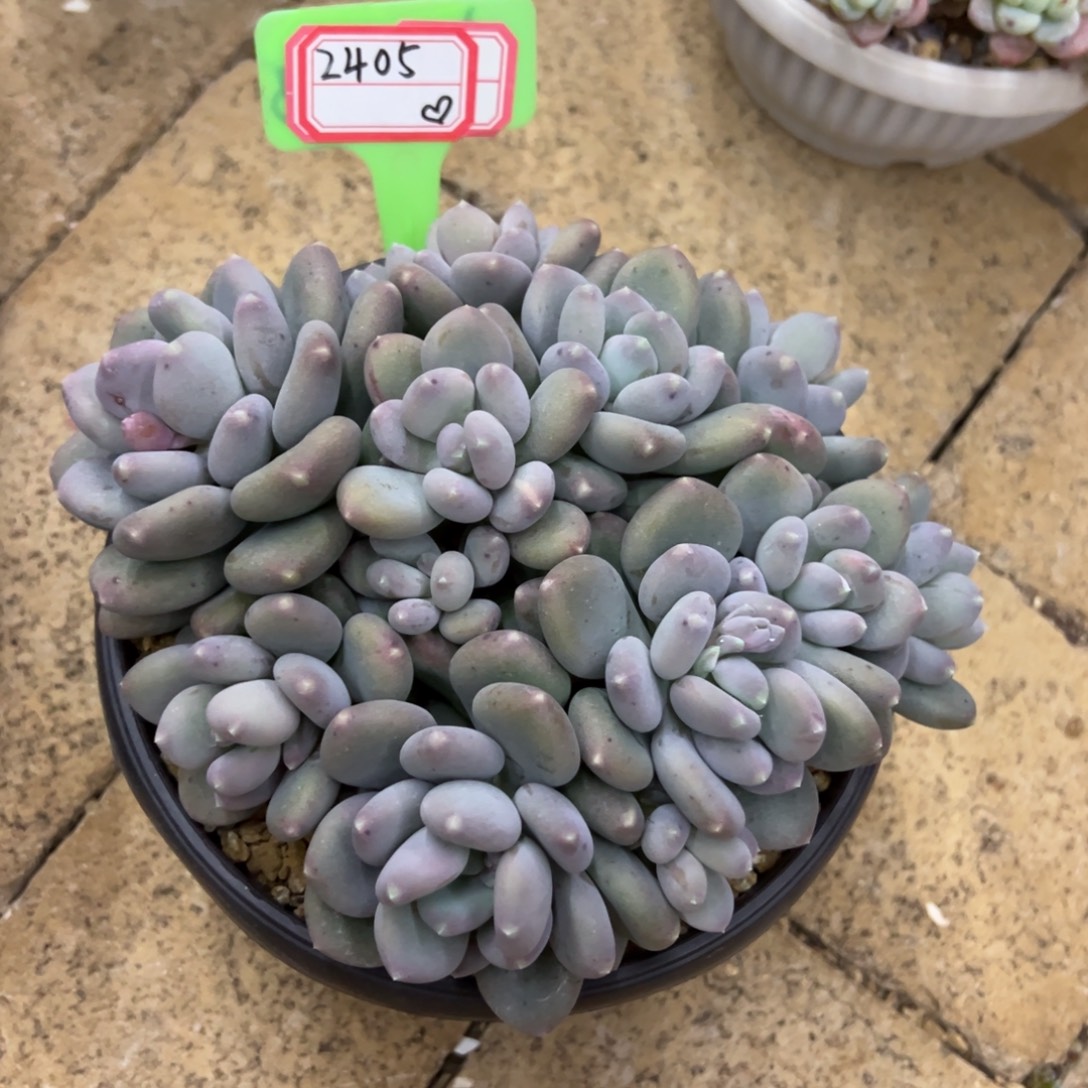 2405。  咖啡美人。       