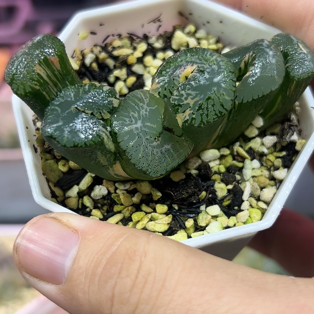 火山玉扇锦十二卷多肉植物