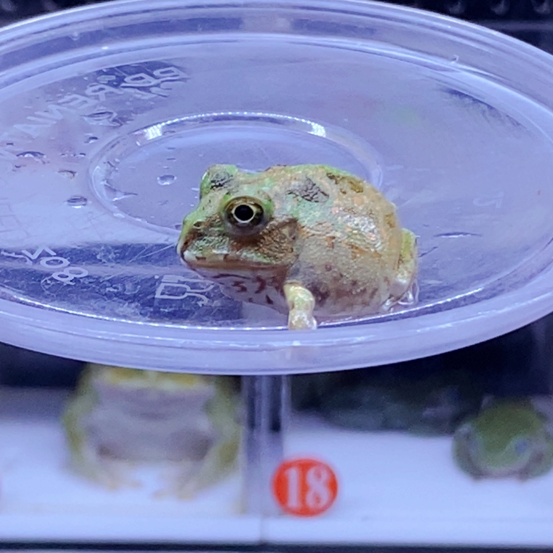 角蛙3-10cm闪购专享链接