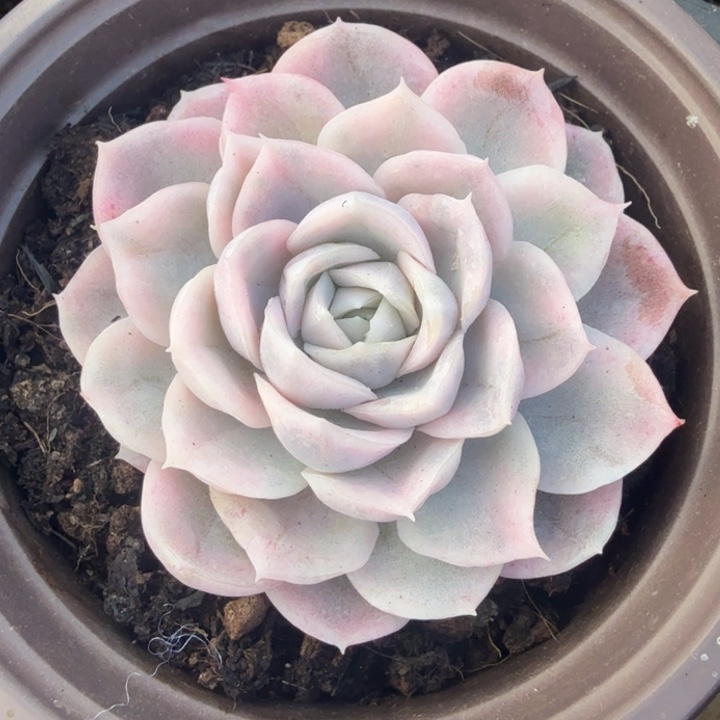 雪球锦腹轮锦模特