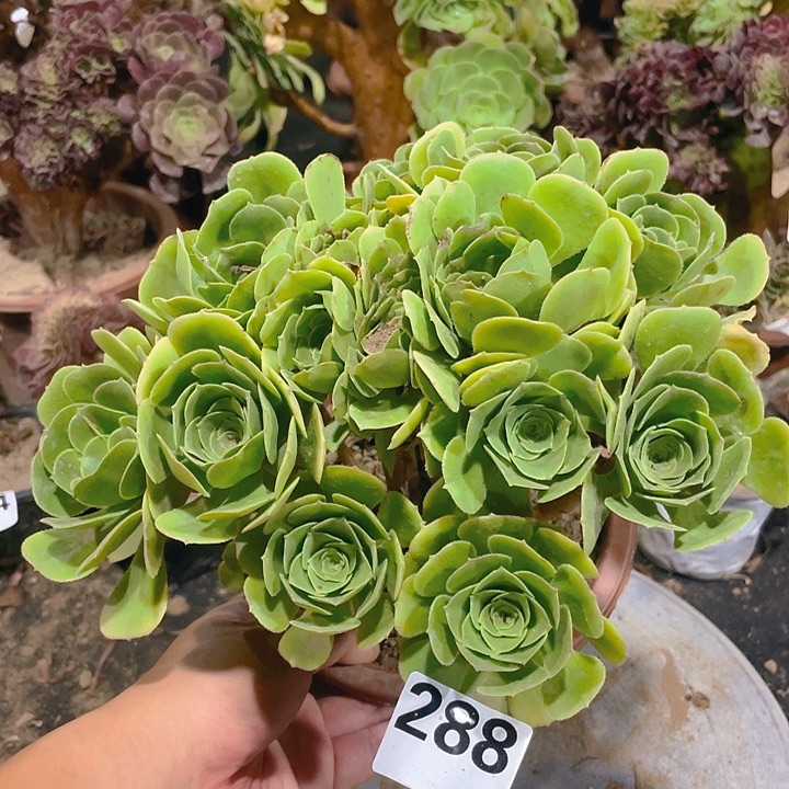288绿玫瑰朵朵饱满