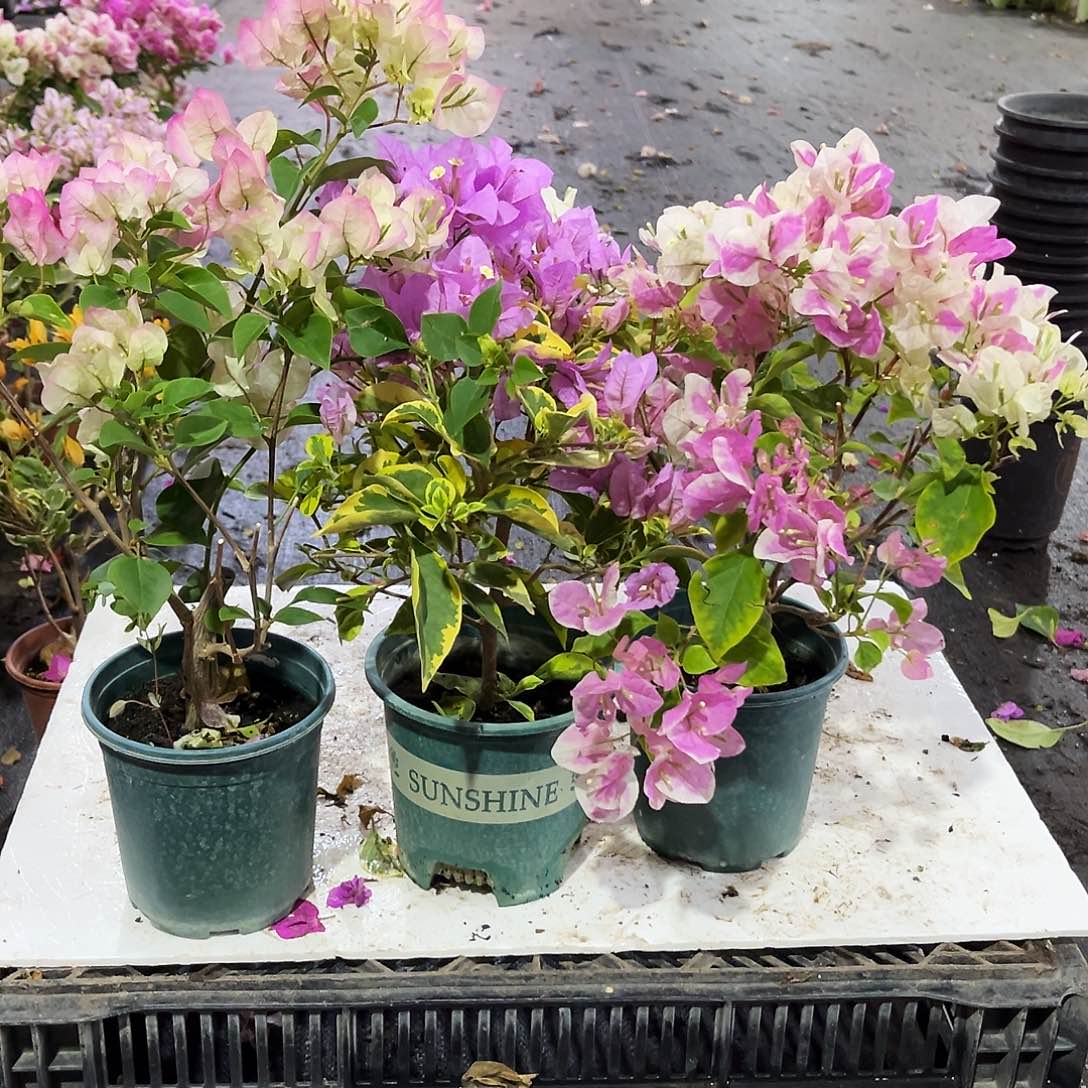 大部分花苞少量开放绿樱，金边粉可爱，章红英