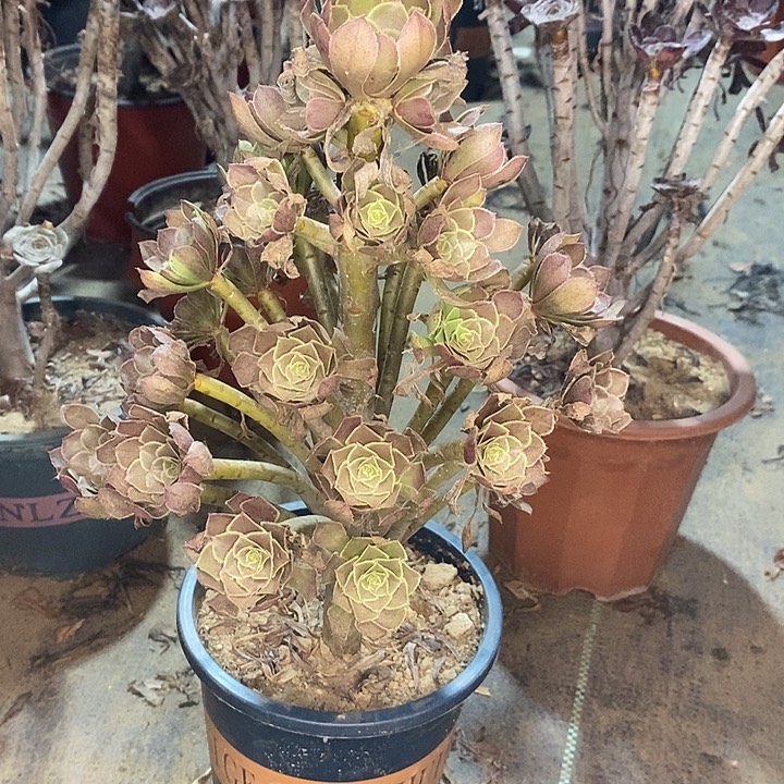 灰法多肉植物005。