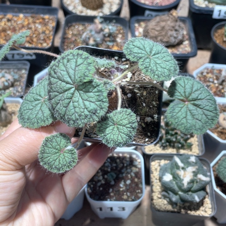 230大圆叶洋葵块根