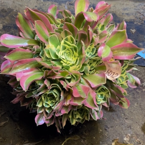 白凤多肉植物6012