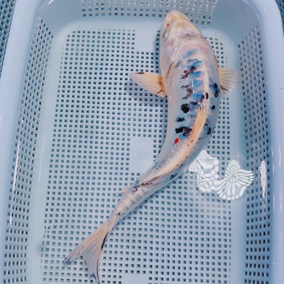 海水鱼锦鲤观赏鱼181