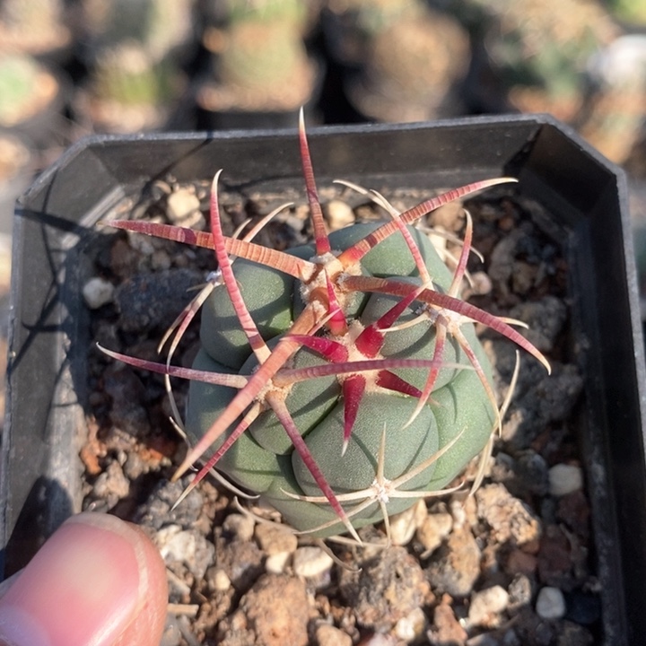 【闪购商品】高木绯冠龙