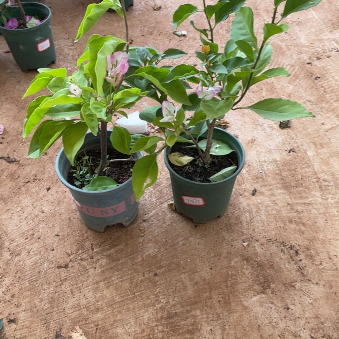 当前无花栽培后可以开花1-7373-2