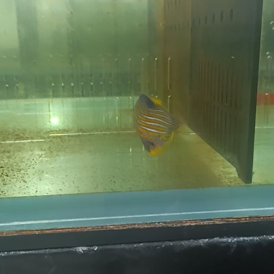 海水鱼微瘦金毛巾海水鱼