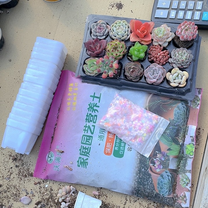 15颗品种一套组合