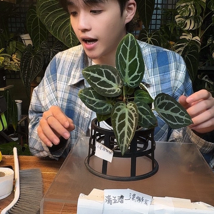 不开花植物I155银骑士杂撕裂纹