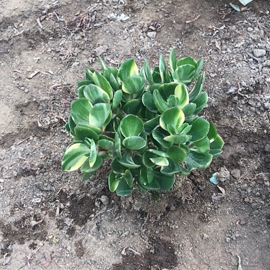 新花月景多肉植物00020