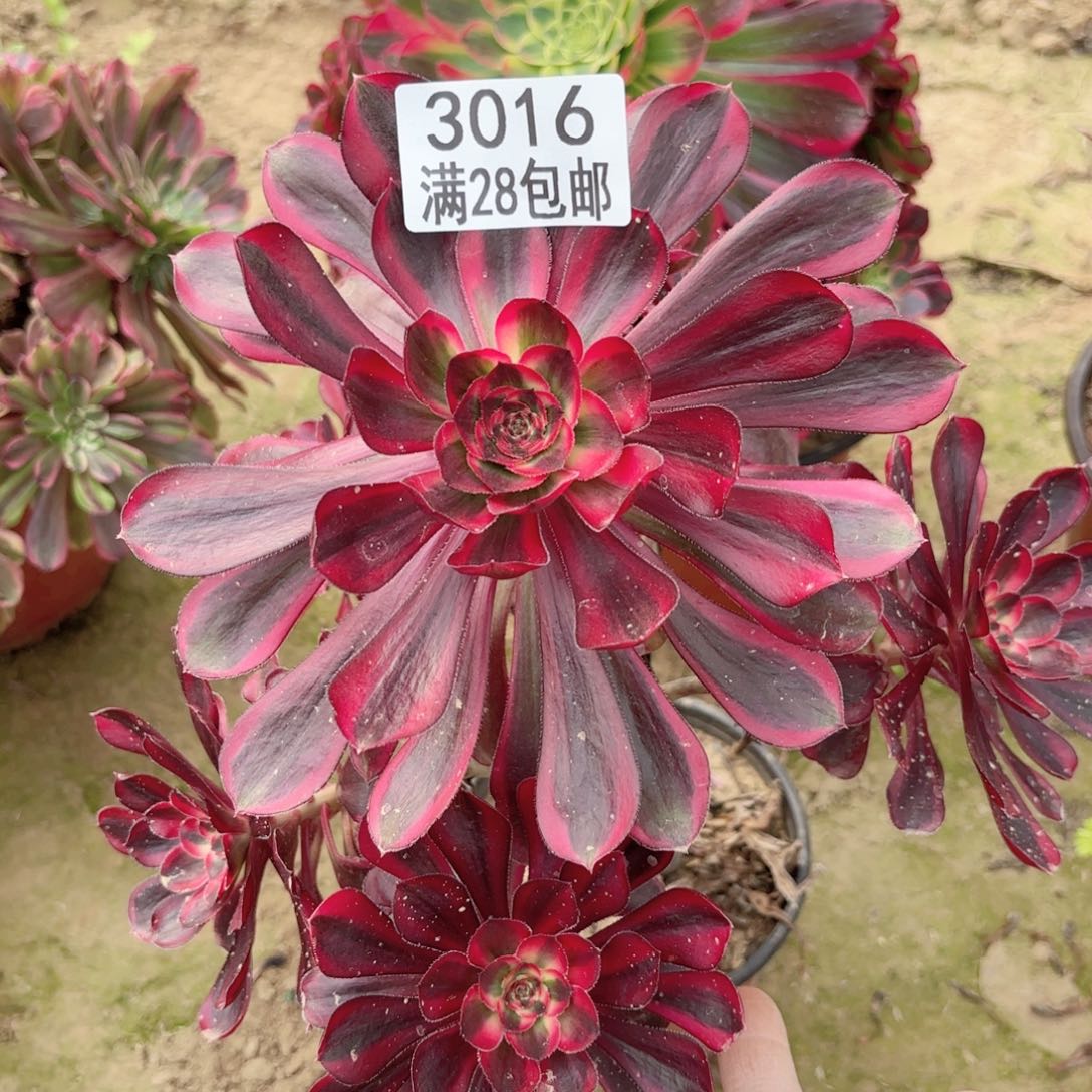 3016丽娜多肉111111