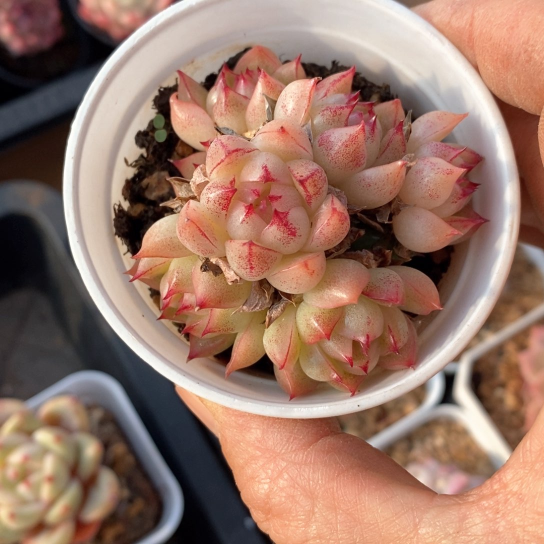 精品多肉一物一拍不包整317