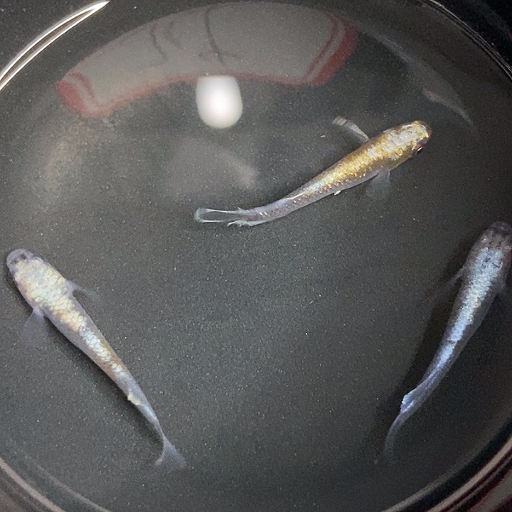 海水鱼墨子的鱼24号赤壁