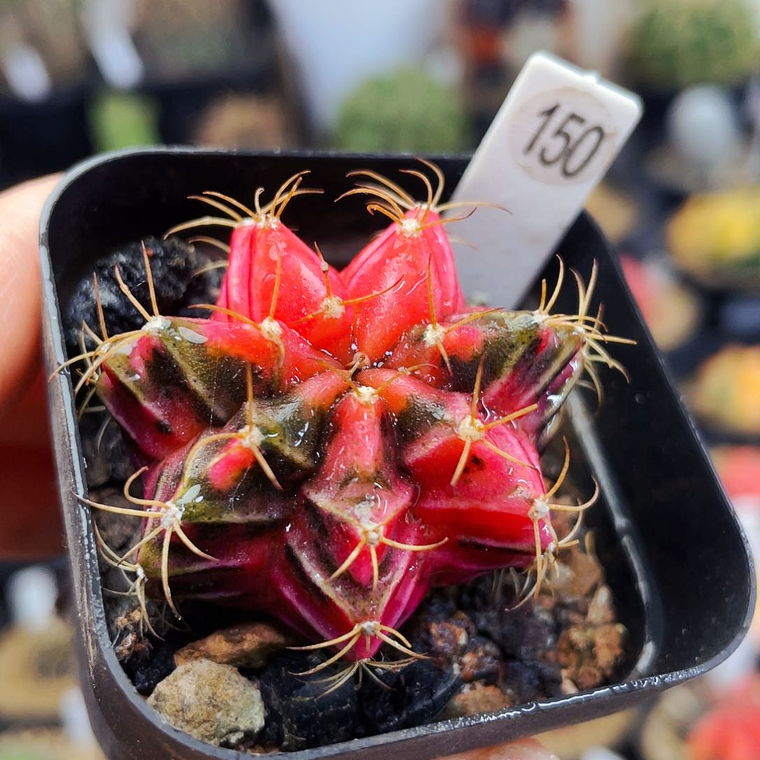 非偏远地区满25包邮仙人球